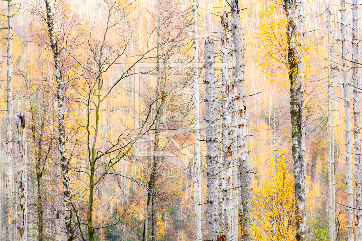 Bild-Nr.: 12877774 Wald im Wandel erstellt von Daniela Beyer