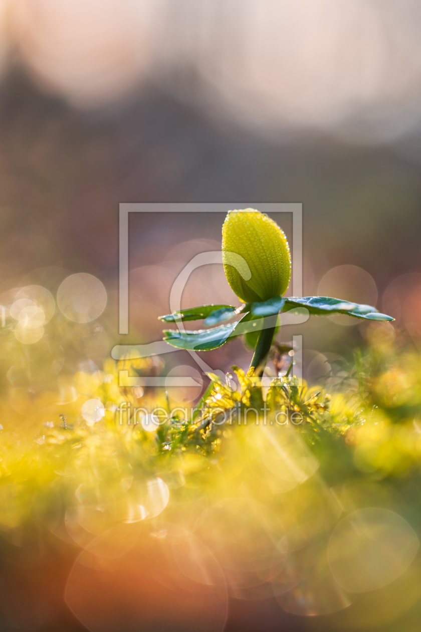 Bild-Nr.: 12877846 Tanz in den Frühling erstellt von Daniela Beyer