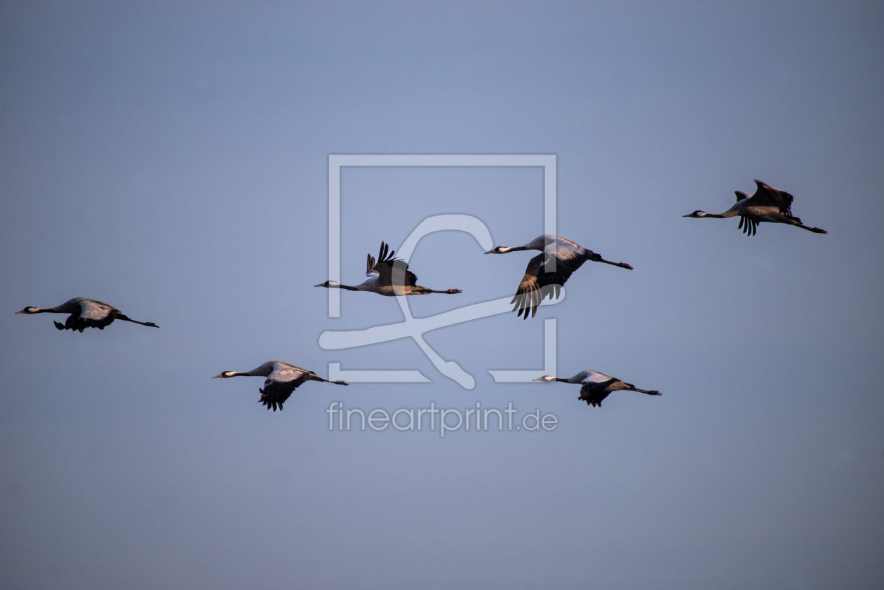 Bild-Nr.: 12883075 Kranich Flug in Formation erstellt von Tanja Riedel