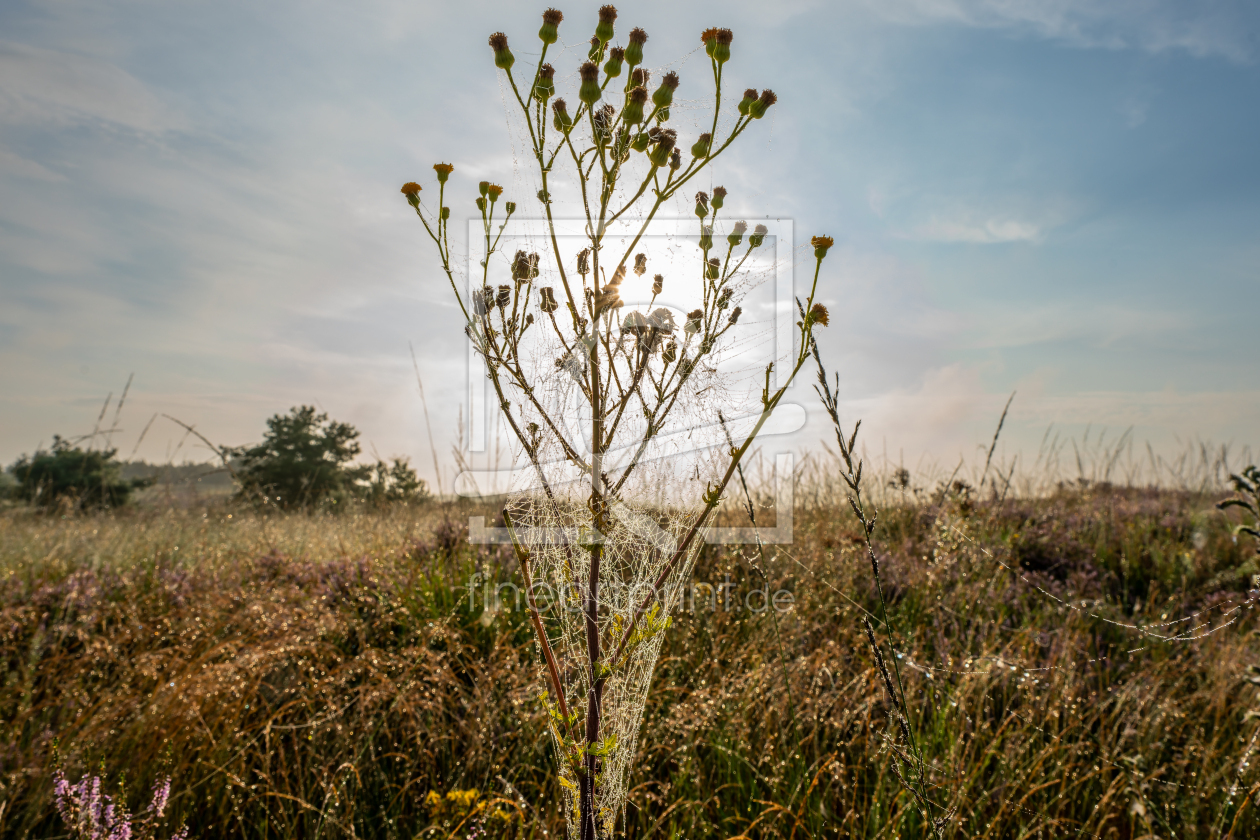 Bild-Nr.: 12883326 Altweibersommer in einer Heidelandschaft erstellt von volker heide