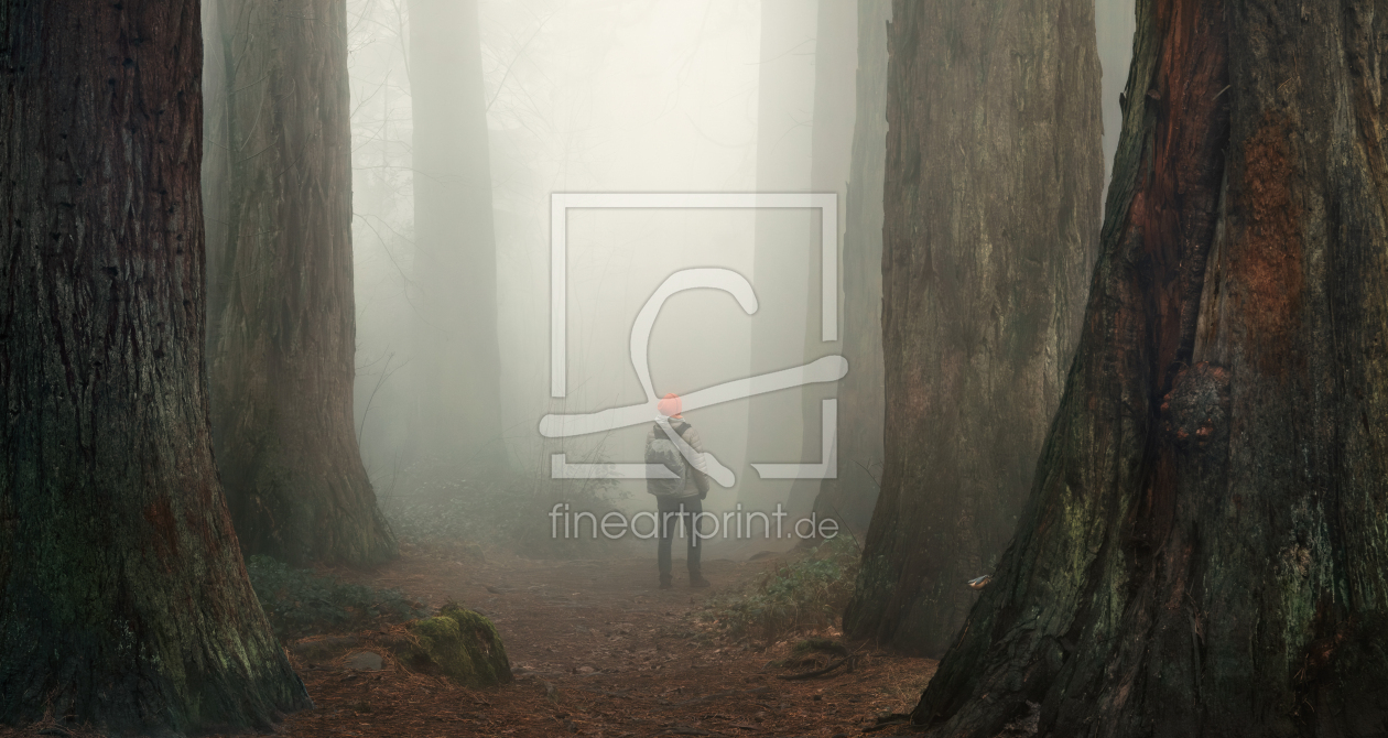 Bild-Nr.: 12883354 Wanderer bewundert riesige Mammutbäume im Nebel erstellt von Smileus