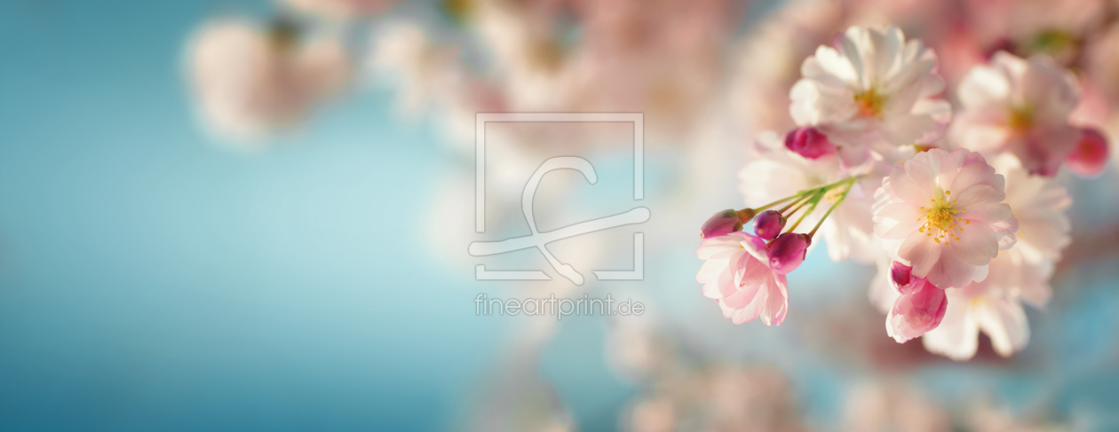 Bild-Nr.: 12883419 Kirschblüten auf hellblauem Hintergrund erstellt von Smileus