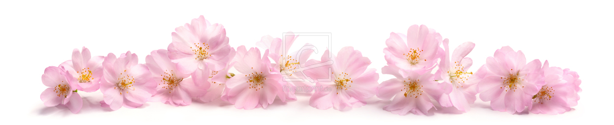 Bild-Nr.: 12887068 Isolierte Kirschblüten im Frühlings als Banner erstellt von Smileus