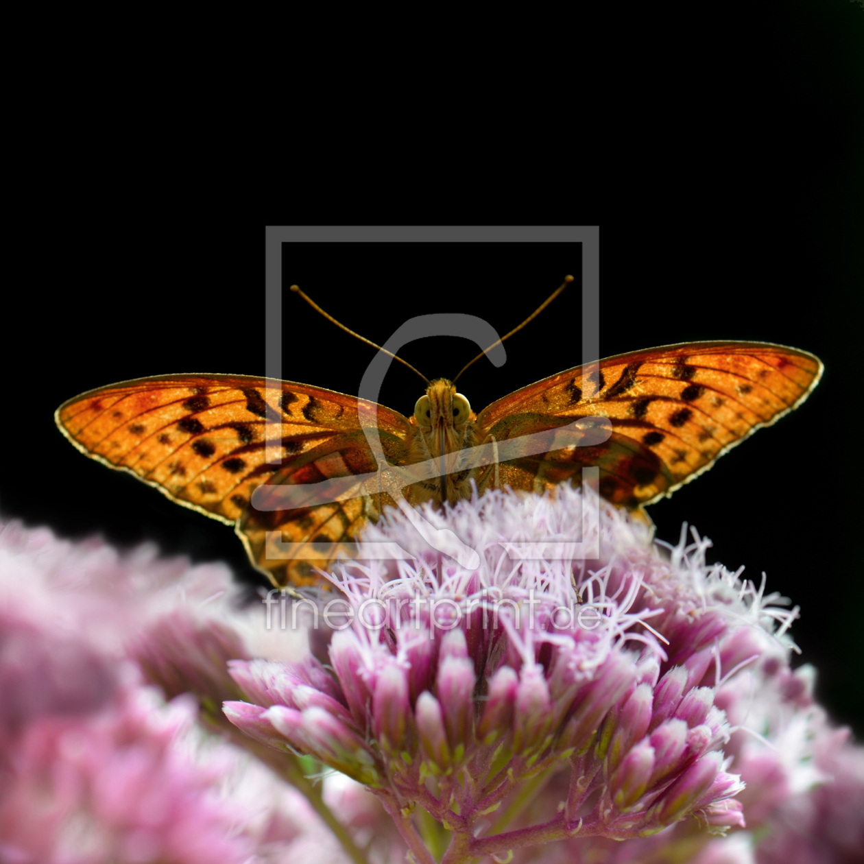 Bild-Nr.: 12888212 Schmetterling erstellt von Atteloi