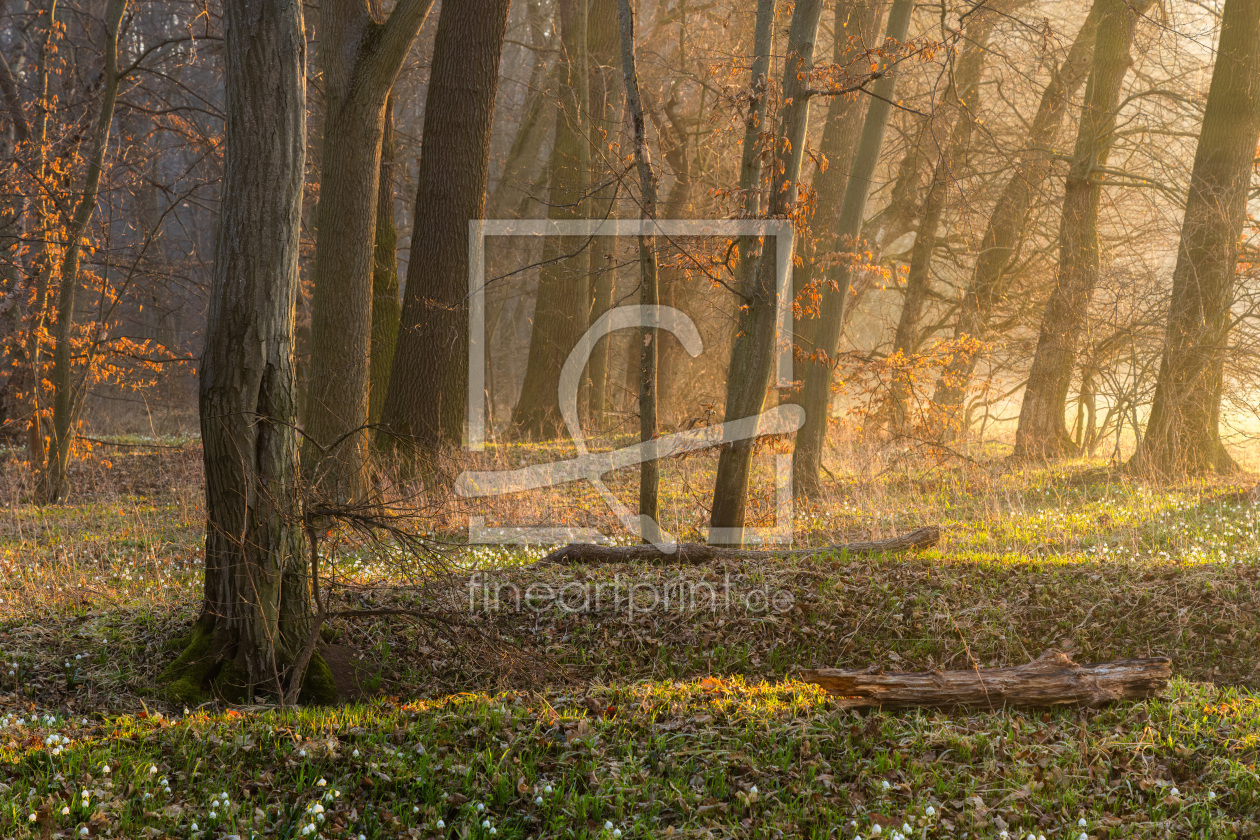 Bild-Nr.: 12889318 Morgenlicht am Waldrand erstellt von Daniela Beyer