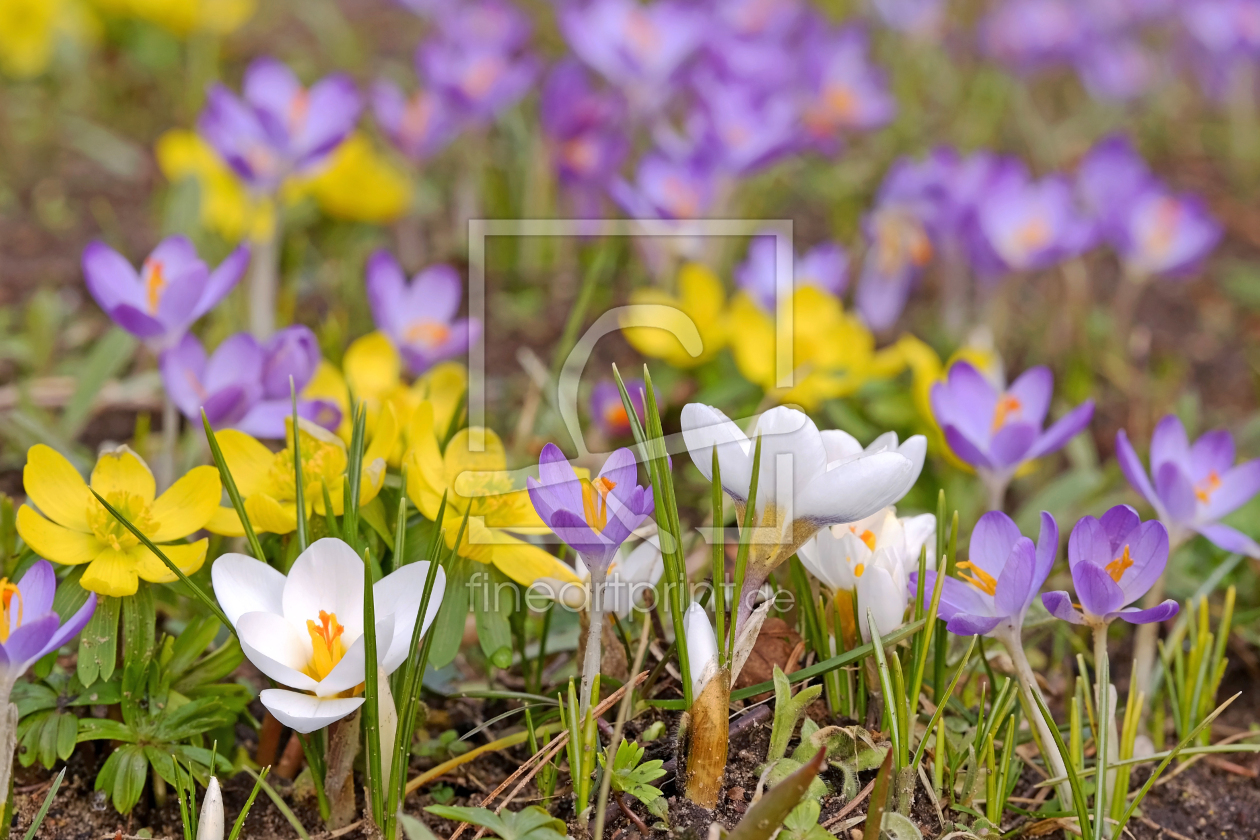 Bild-Nr.: 12889576 Der Frühling ist da erstellt von Ostfriese