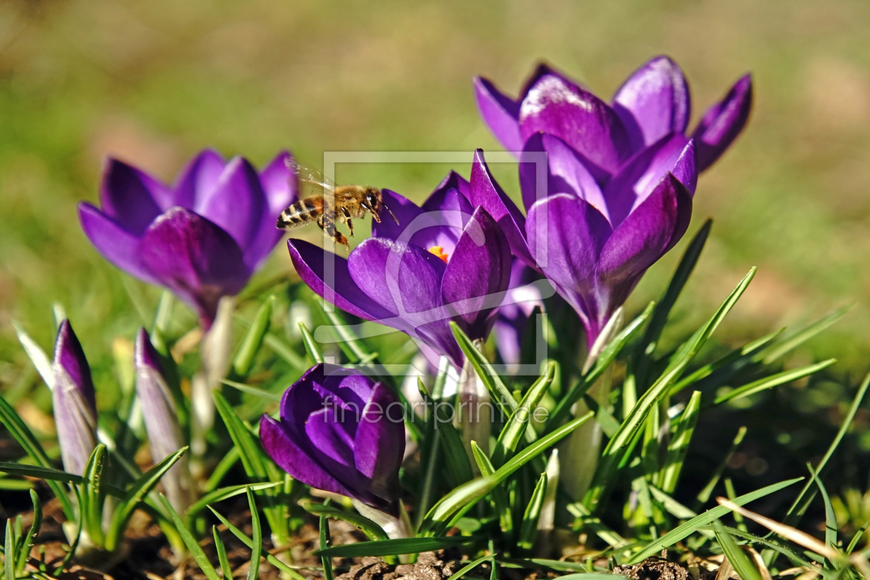 Bild-Nr.: 12889582 Honigbiene erstellt von Ostfriese