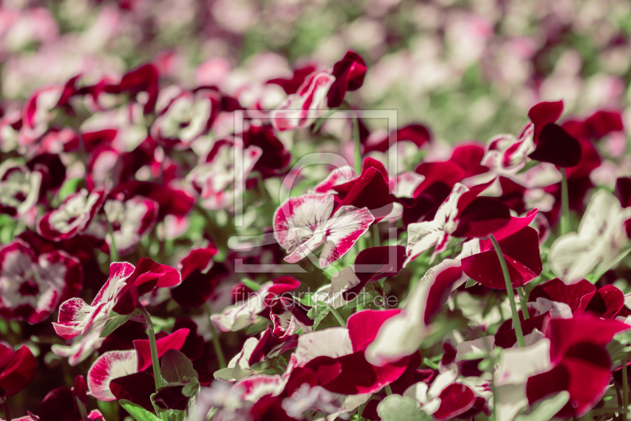 Bild-Nr.: 12891230 Stiefmütterchen - Viola wittrockiana erstellt von Sandra Höfer