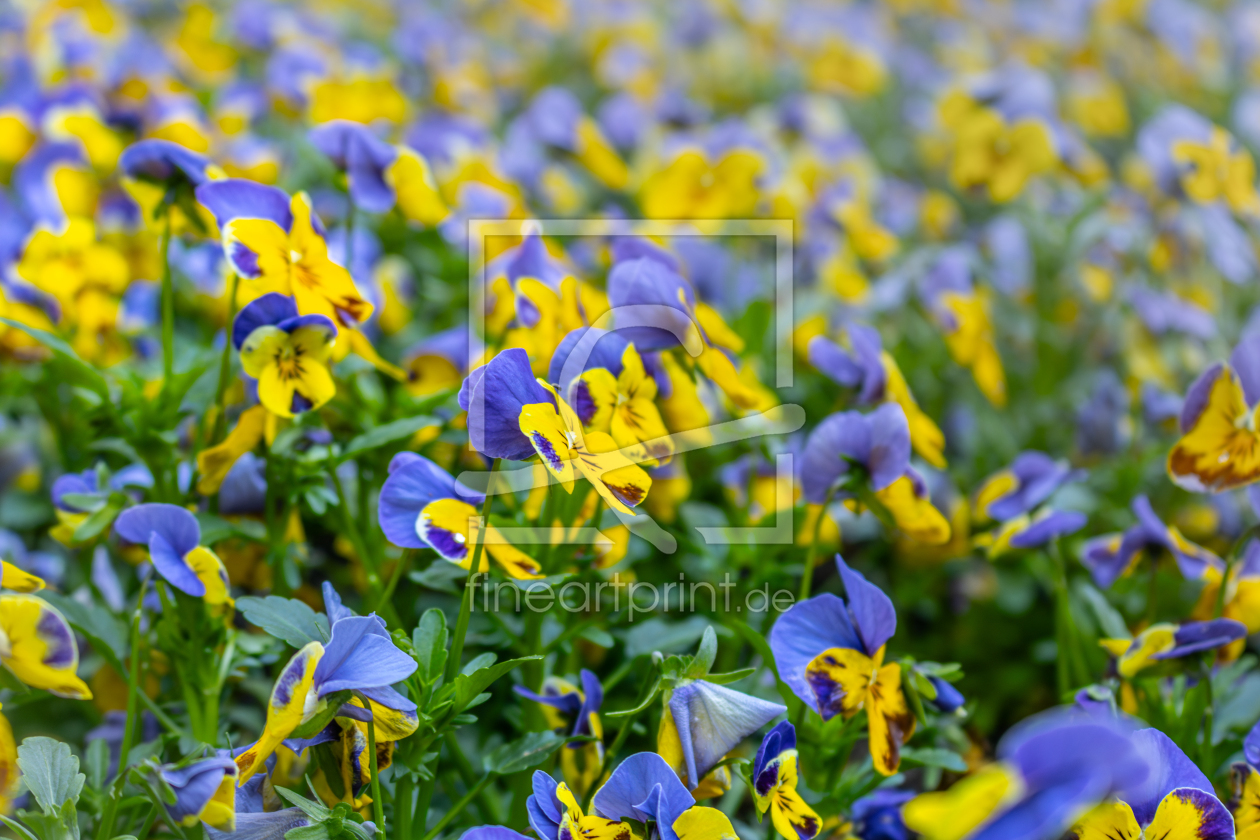 Bild-Nr.: 12891251 Stiefmütterchen - Viola wittrockiana erstellt von Sandra Höfer