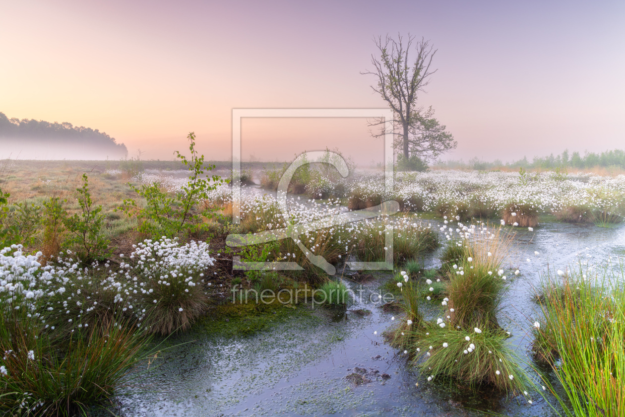 Bild-Nr.: 12894171 Morgenstimmung im Moor erstellt von Daniela Beyer