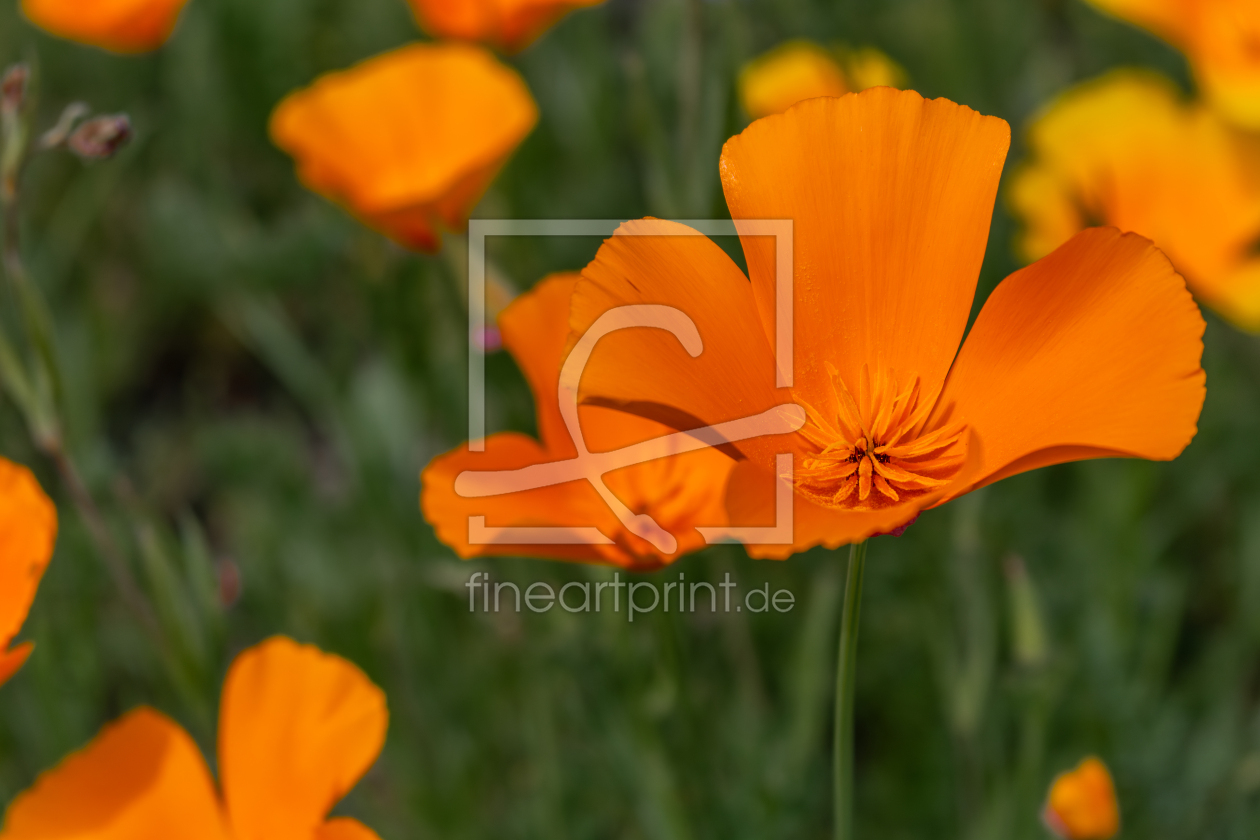 Bild-Nr.: 12894336 Kalifornische Mohn erstellt von Sandra Höfer