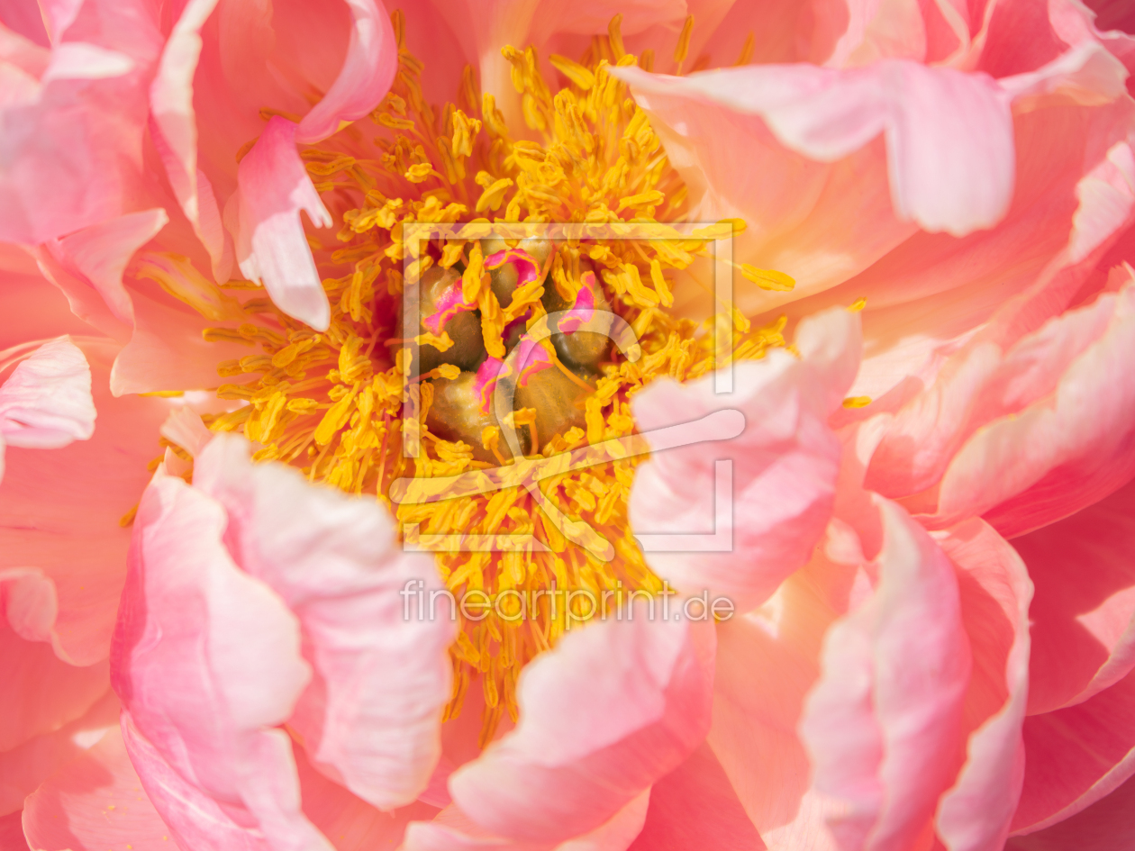 Bild-Nr.: 12894358 Pfingstrose Coral Sunset erstellt von Sandra Höfer