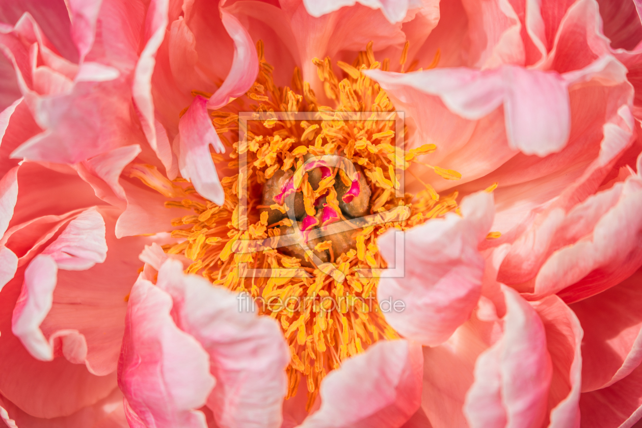 Bild-Nr.: 12894359 Pfingstrose Coral Sunset erstellt von Sandra Höfer