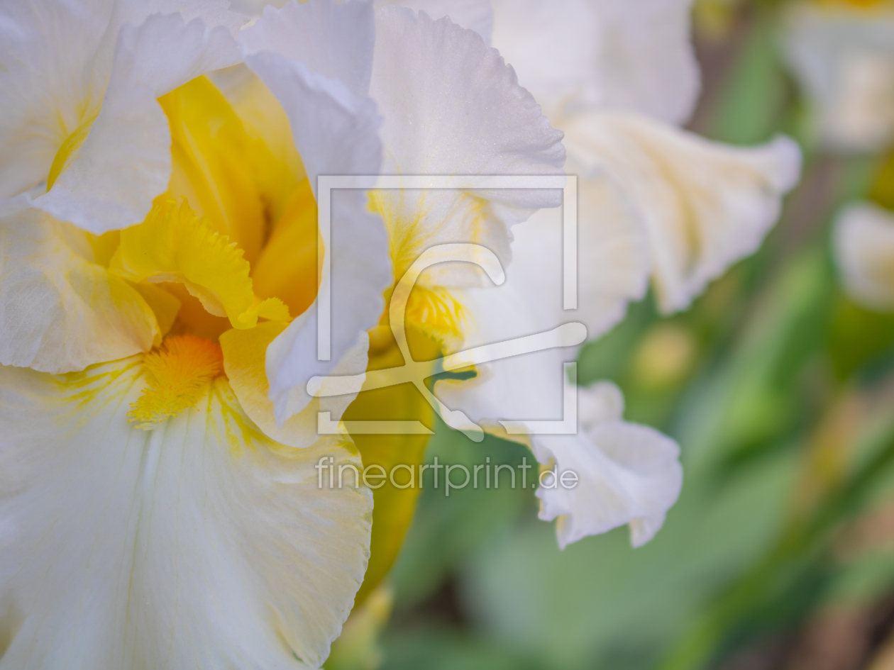 Bild-Nr.: 12894368 Hohe Bart-Iris Country Manor erstellt von Sandra Höfer