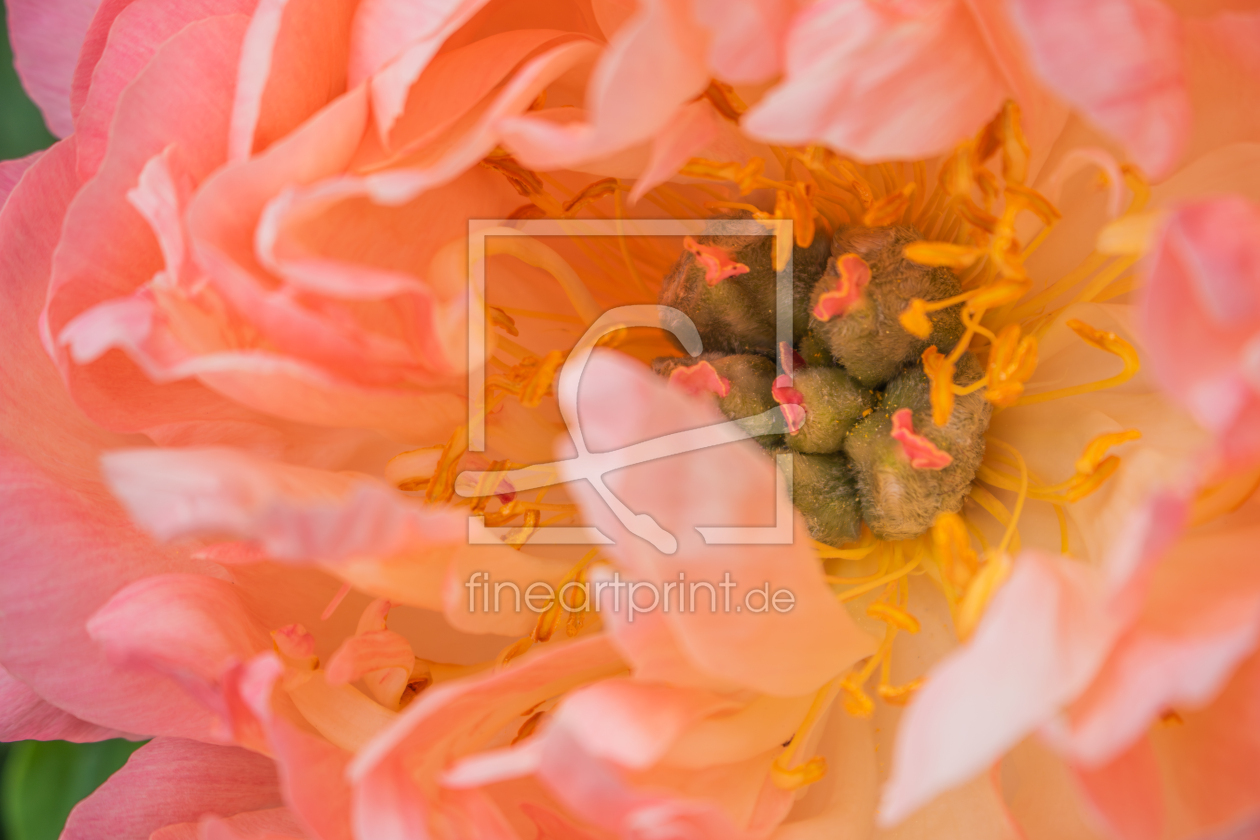 Bild-Nr.: 12894384 Pfingstrose Coral Sunset erstellt von Sandra Höfer