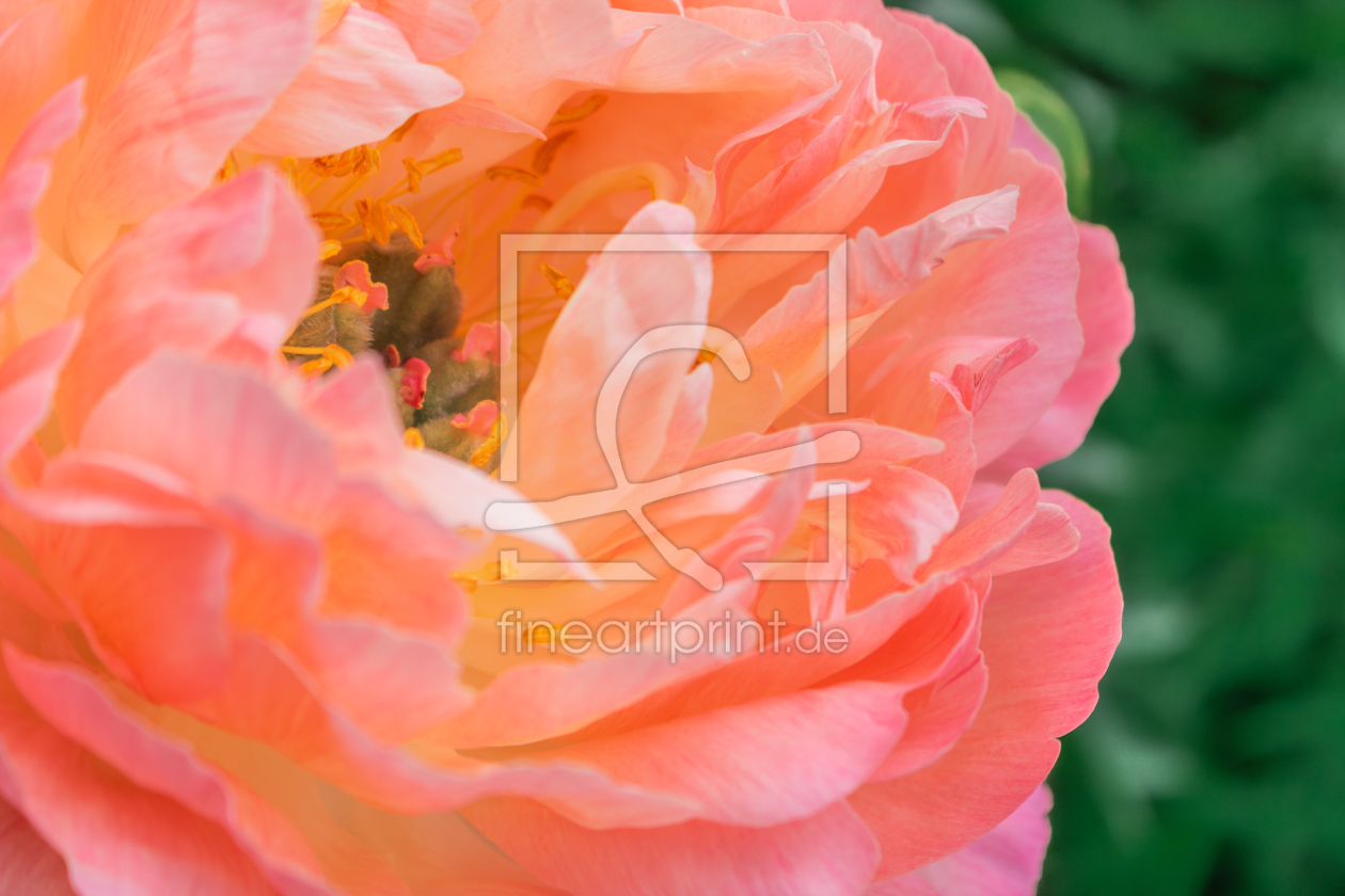 Bild-Nr.: 12894387 Pfingstrose Coral Sunset erstellt von Sandra Höfer