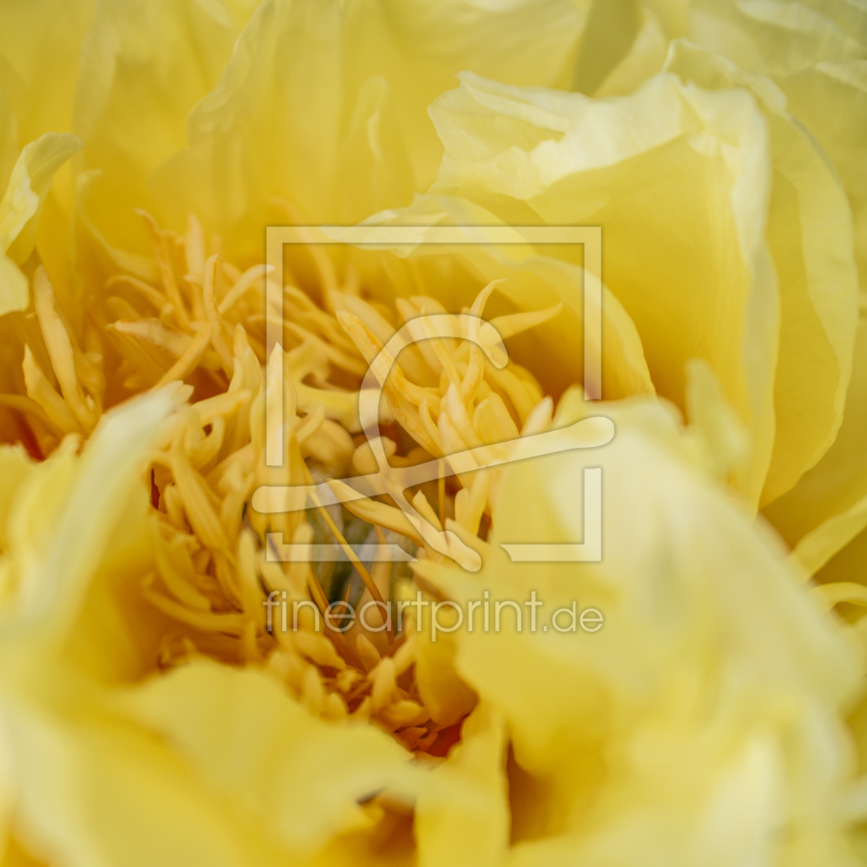 Bild-Nr.: 12894389 Pfingstrose High Noon erstellt von Sandra Höfer