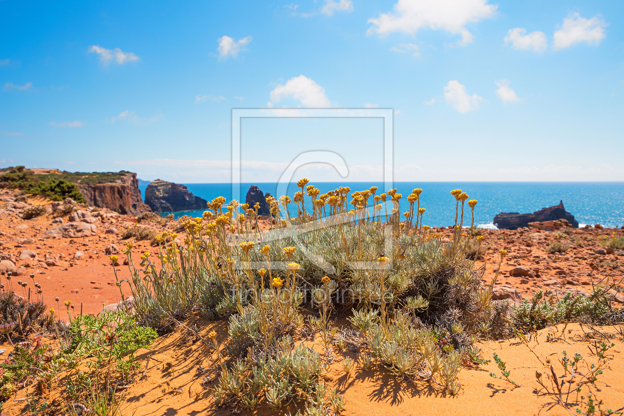 Bild-Nr.: 12895106 Mittelmeerstrohblumen an der Algarve Küste erstellt von SusaZoom