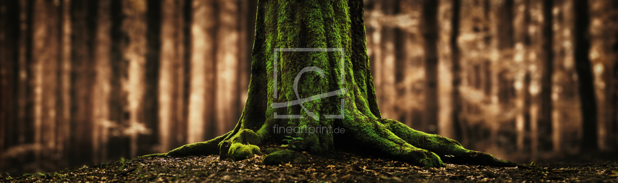 Bild-Nr.: 12895658 Baumstamm und Wurzeln im Wald mit Bokeh erstellt von Smileus