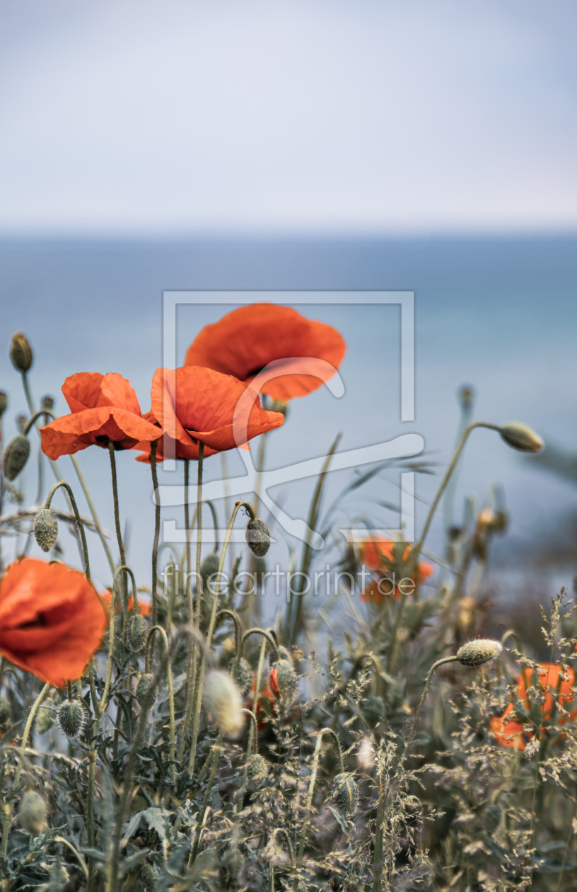 Bild-Nr.: 12895928 Mohnblumen an der Ostsee erstellt von Ursula Reins