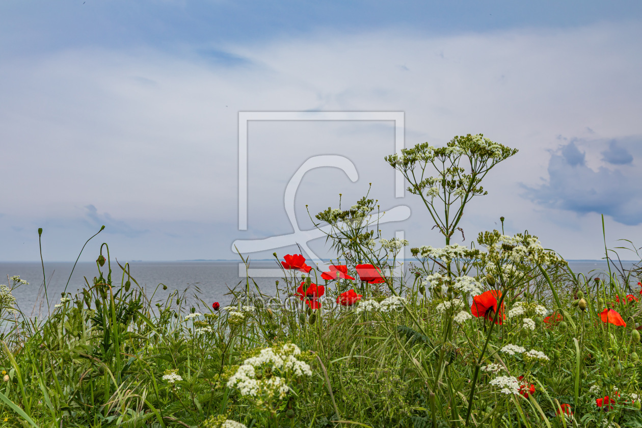 Bild-Nr.: 12895929 Sommerblüten am Meer erstellt von Ursula Reins