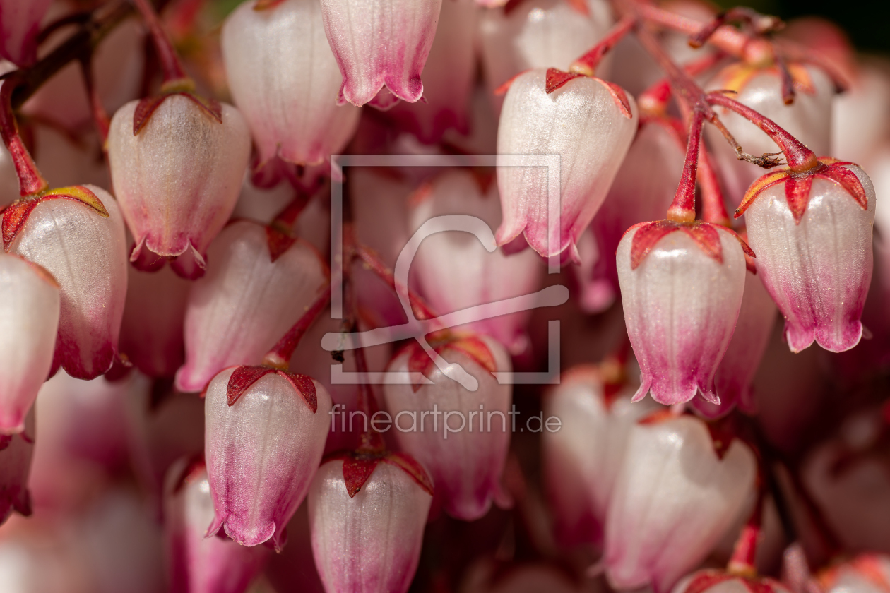 Bild-Nr.: 12897093 Schattenglöckchen erstellt von volker heide