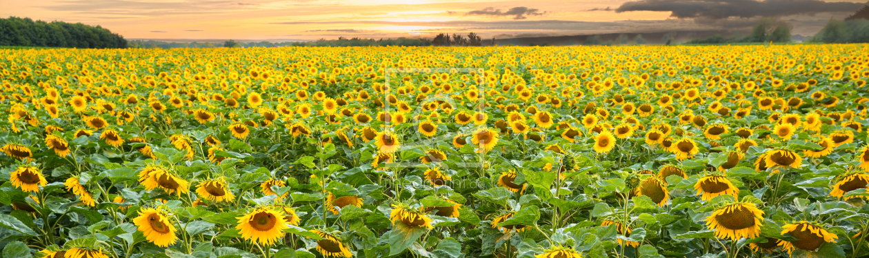 Bild-Nr.: 12900957 Ein Bad in Sonnenblumen erstellt von boegau-photography