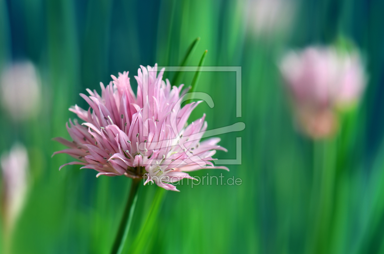 Bild-Nr.: 12901267 Allium erstellt von Atteloi
