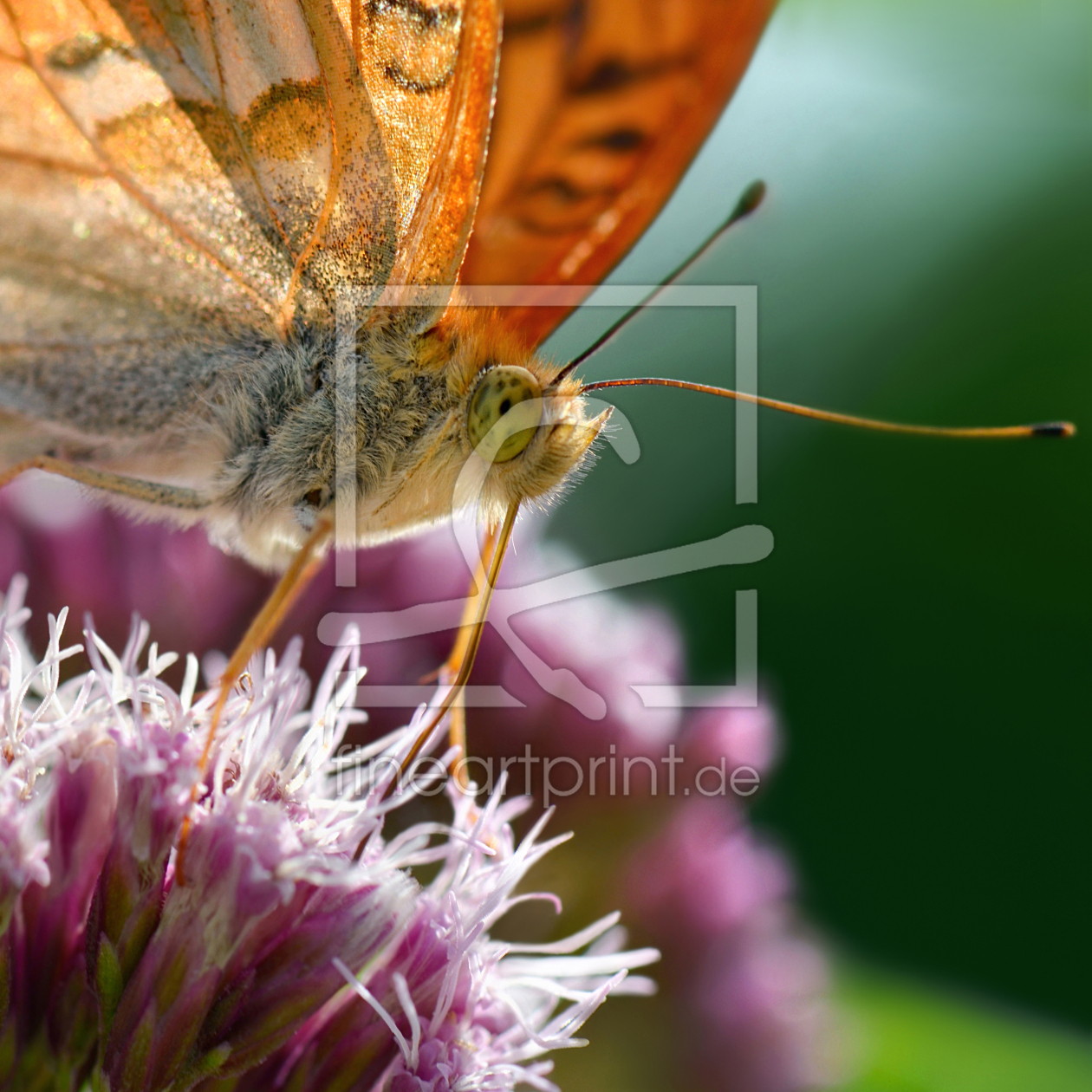 Bild-Nr.: 12902042 Schmetterling erstellt von Atteloi