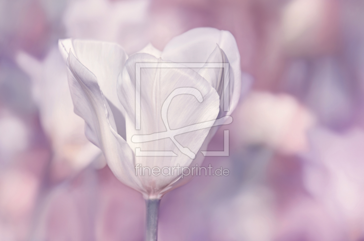 Bild-Nr.: 12902313 Tulpe erstellt von Atteloi