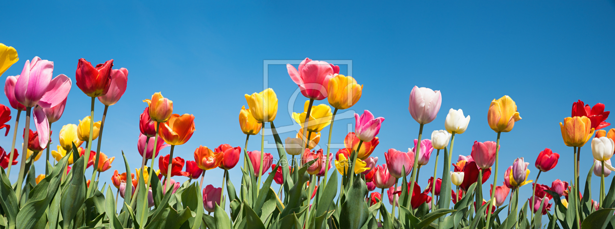 Bild-Nr.: 12902520 Bunte Tulpen erstellt von SusaZoom