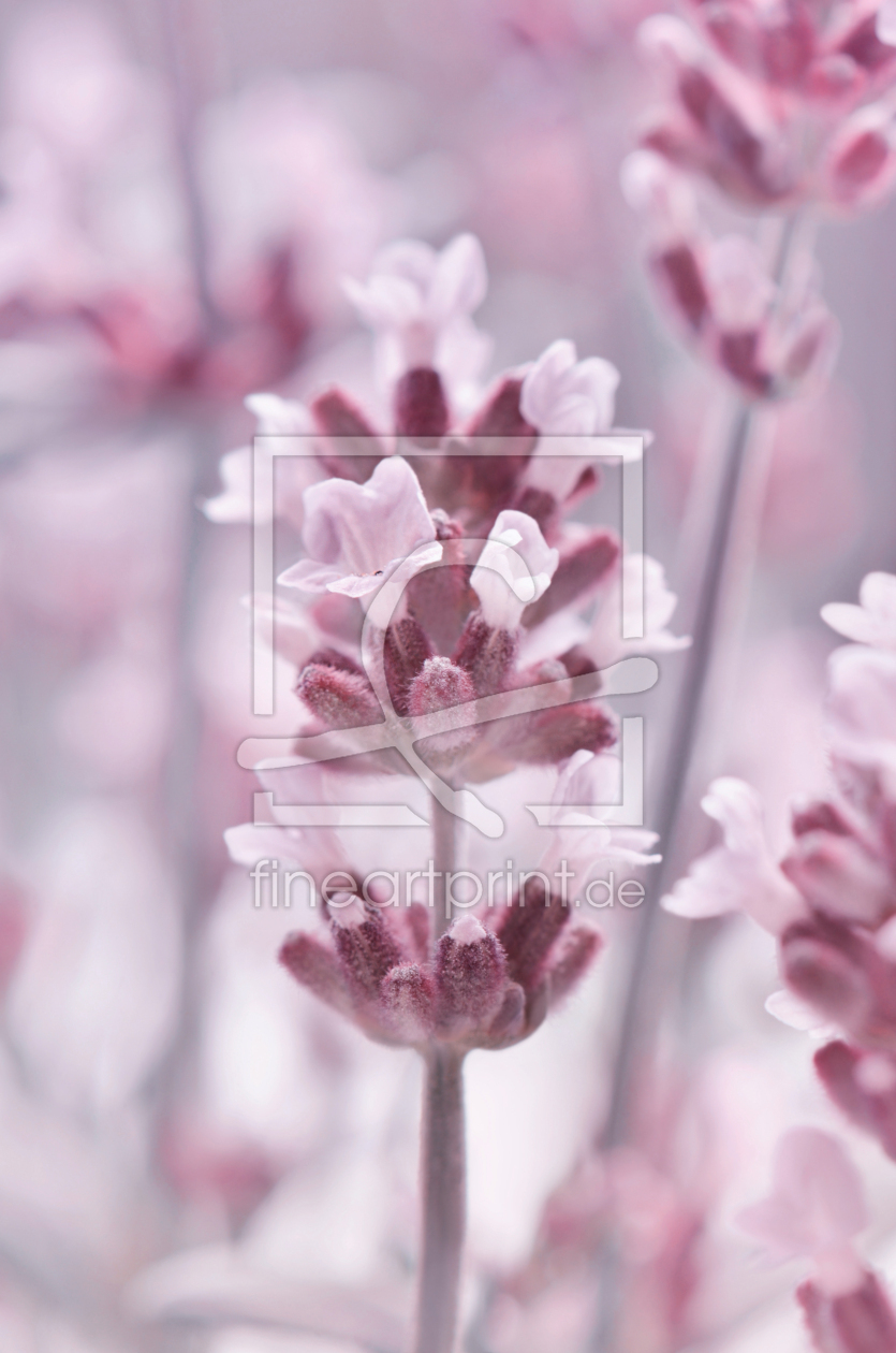 Bild-Nr.: 12903204 Lavendel erstellt von Atteloi