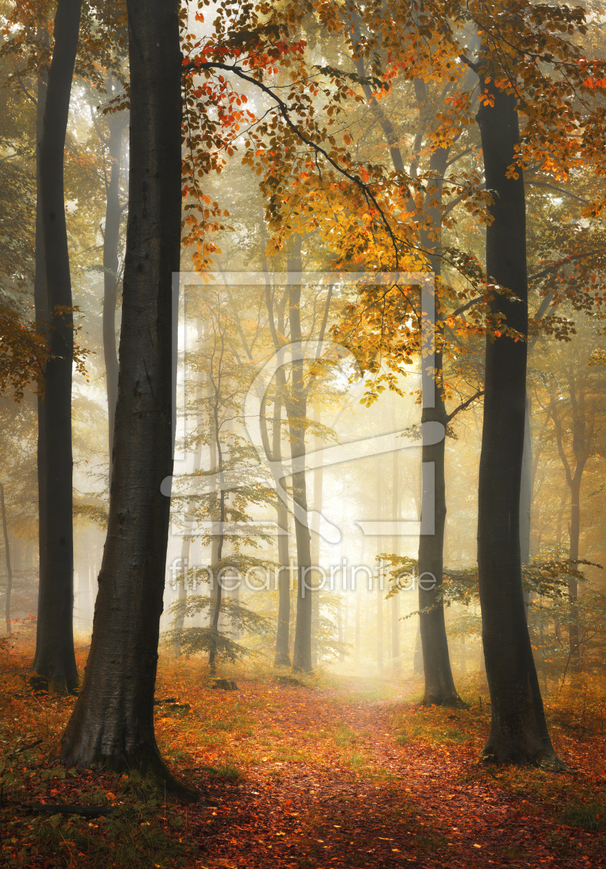 Bild-Nr.: 12903291 Verträumte Waldlandschaft mit Nebel im Herbst erstellt von Smileus