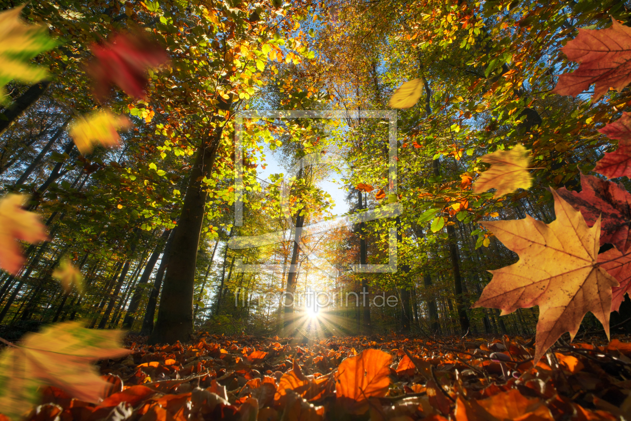Bild-Nr.: 12903453 Fallende bunte Herbstblätter vor Sonnenuntergang erstellt von Smileus