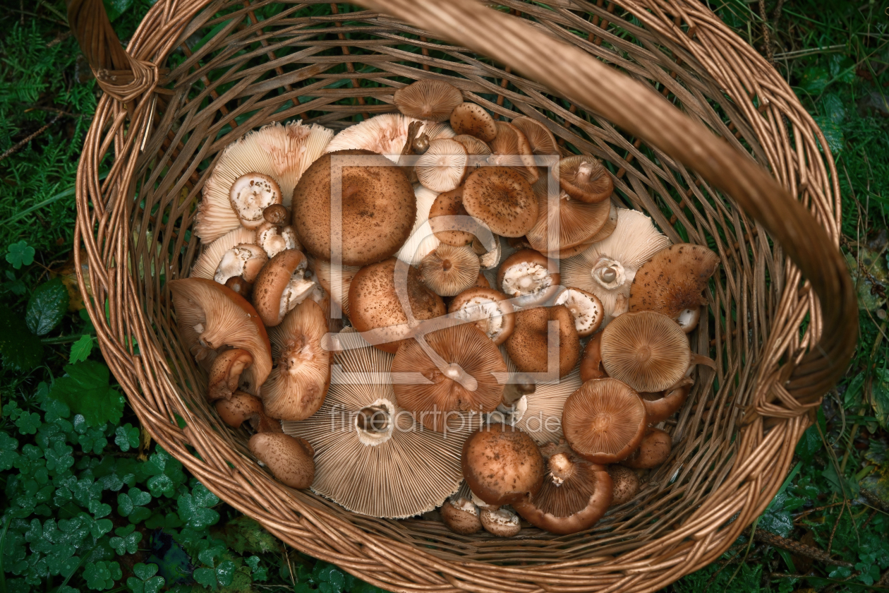 Bild-Nr.: 12903725 Korb mit gesammelten Waldpilzen erstellt von Smileus