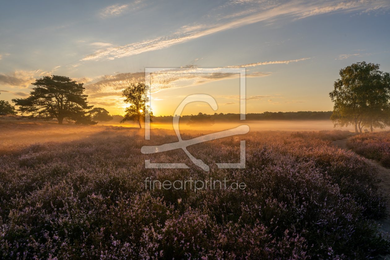 Bild-Nr.: 12905182 Sonnenaufgang in der Westruper Heide erstellt von volker heide
