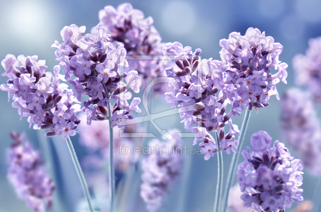 Bild-Nr.: 12905633 Lavendel  erstellt von Atteloi