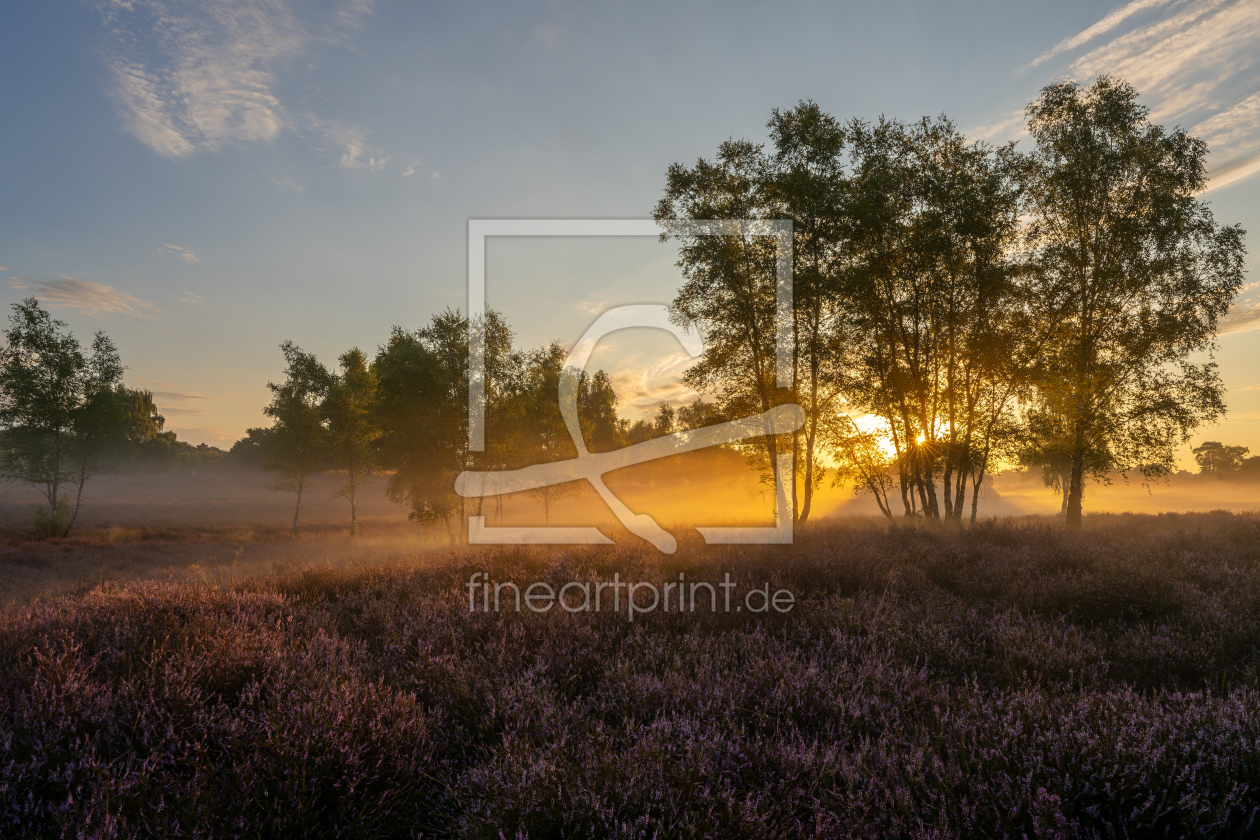 Bild-Nr.: 12905679 Goldener Nebel hinter Birken in der Heide erstellt von volker heide
