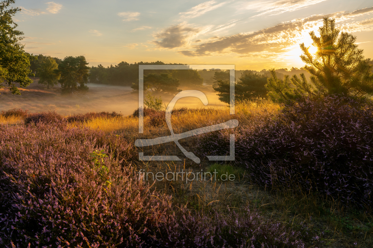 Bild-Nr.: 12905682 Farben und licht in der Heide erstellt von volker heide