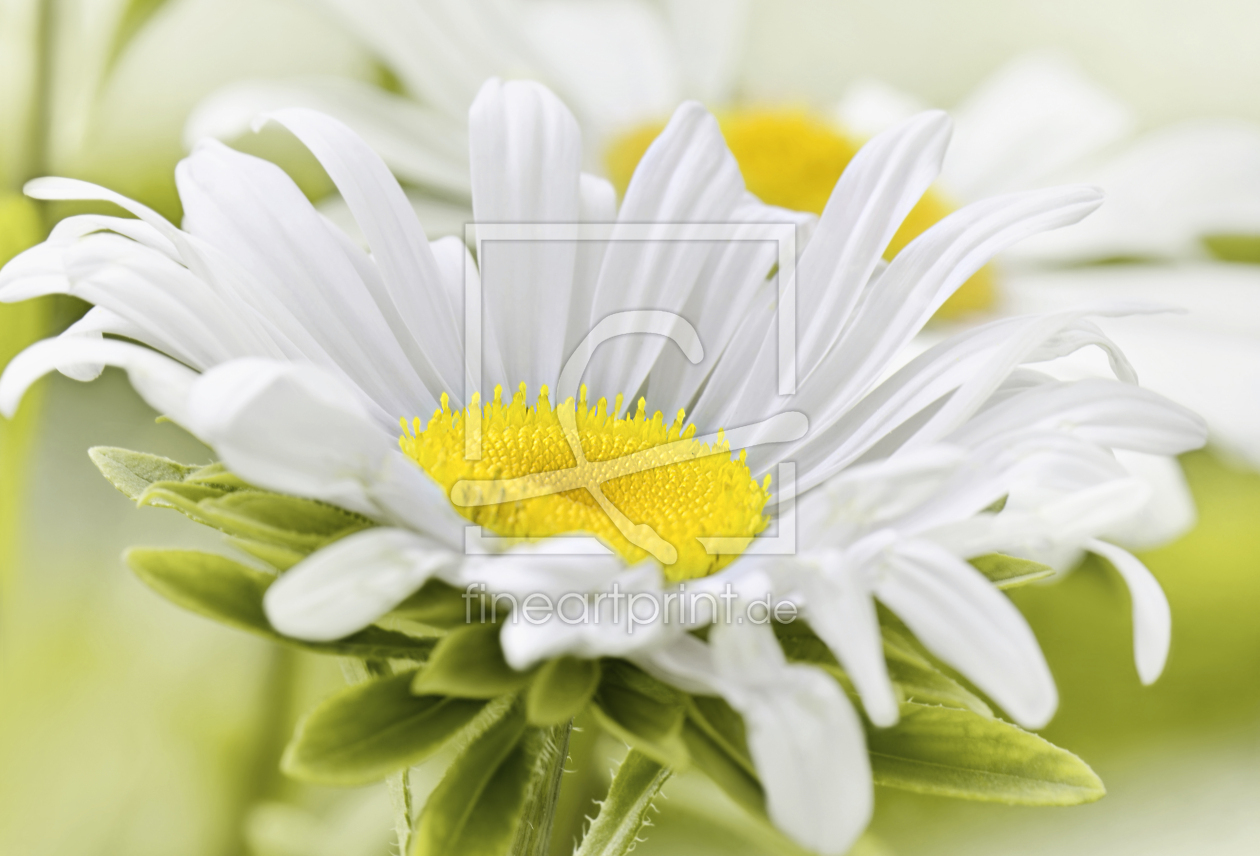 Bild-Nr.: 12905969 Margerite erstellt von Atteloi
