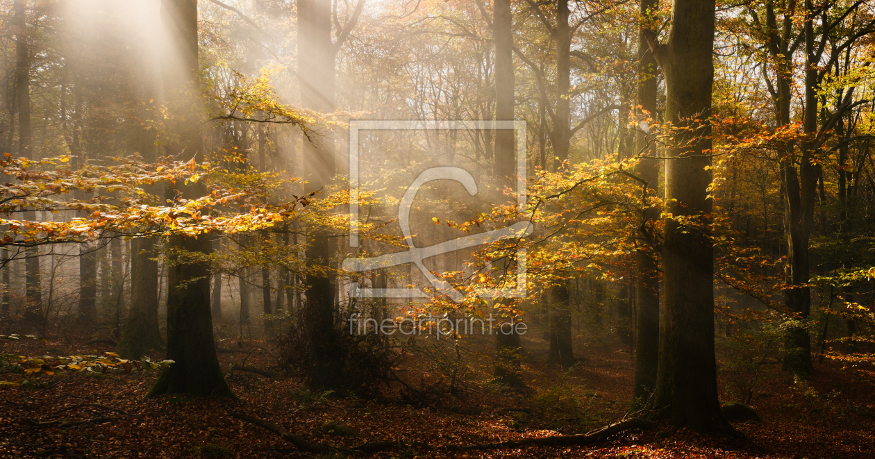 Bild-Nr.: 12906123 Sonnenstrahlen durchfluten Herbstbäume im Nebel erstellt von Smileus