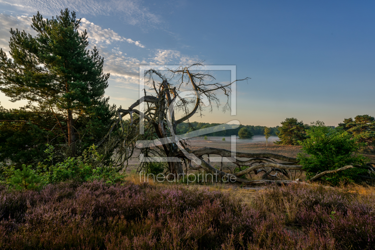 Bild-Nr.: 12906264 Toter Baum in der Westruper Heide erstellt von volker heide