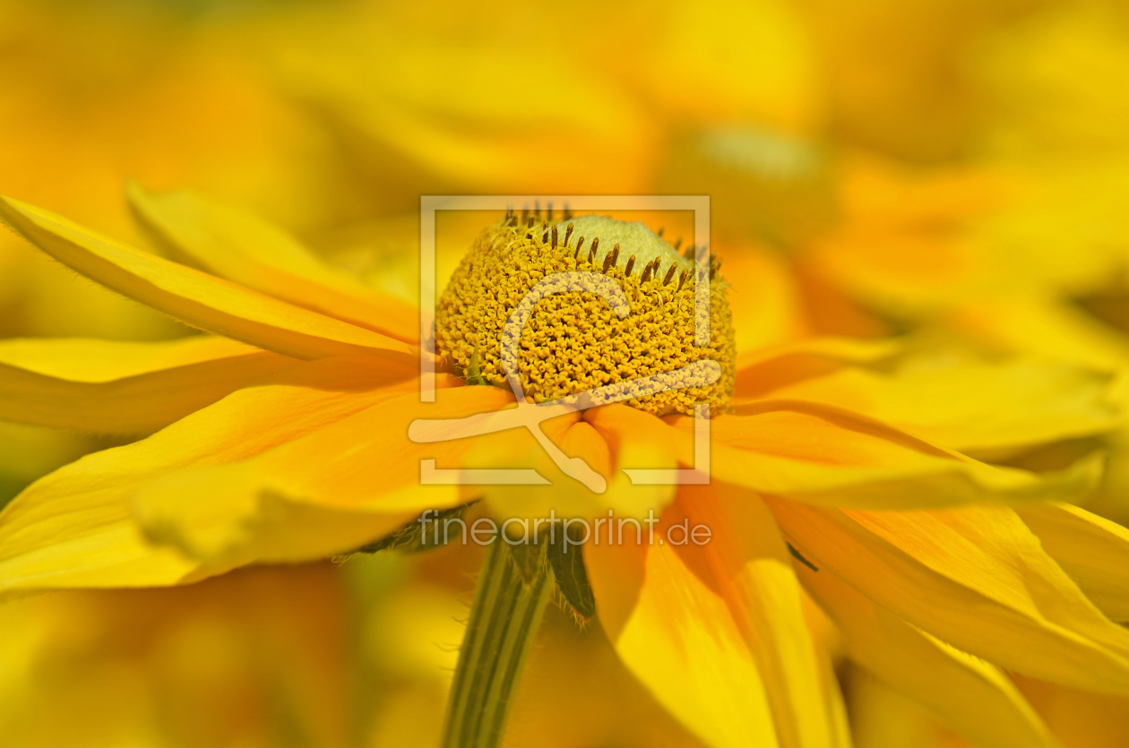 Bild-Nr.: 12906656 Rudbeckia erstellt von Atteloi