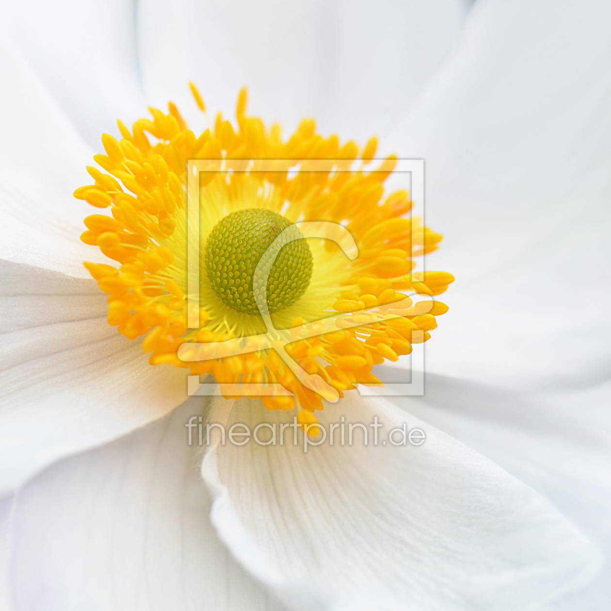 Bild-Nr.: 12906660 Anemone erstellt von Atteloi