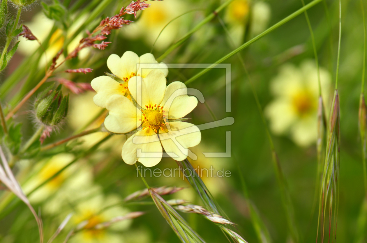 Bild-Nr.: 12907878 Wildblumen erstellt von Atteloi