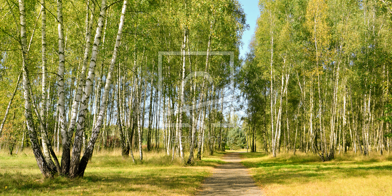 Bild-Nr.: 12908899 Birkenwald erstellt von Atteloi