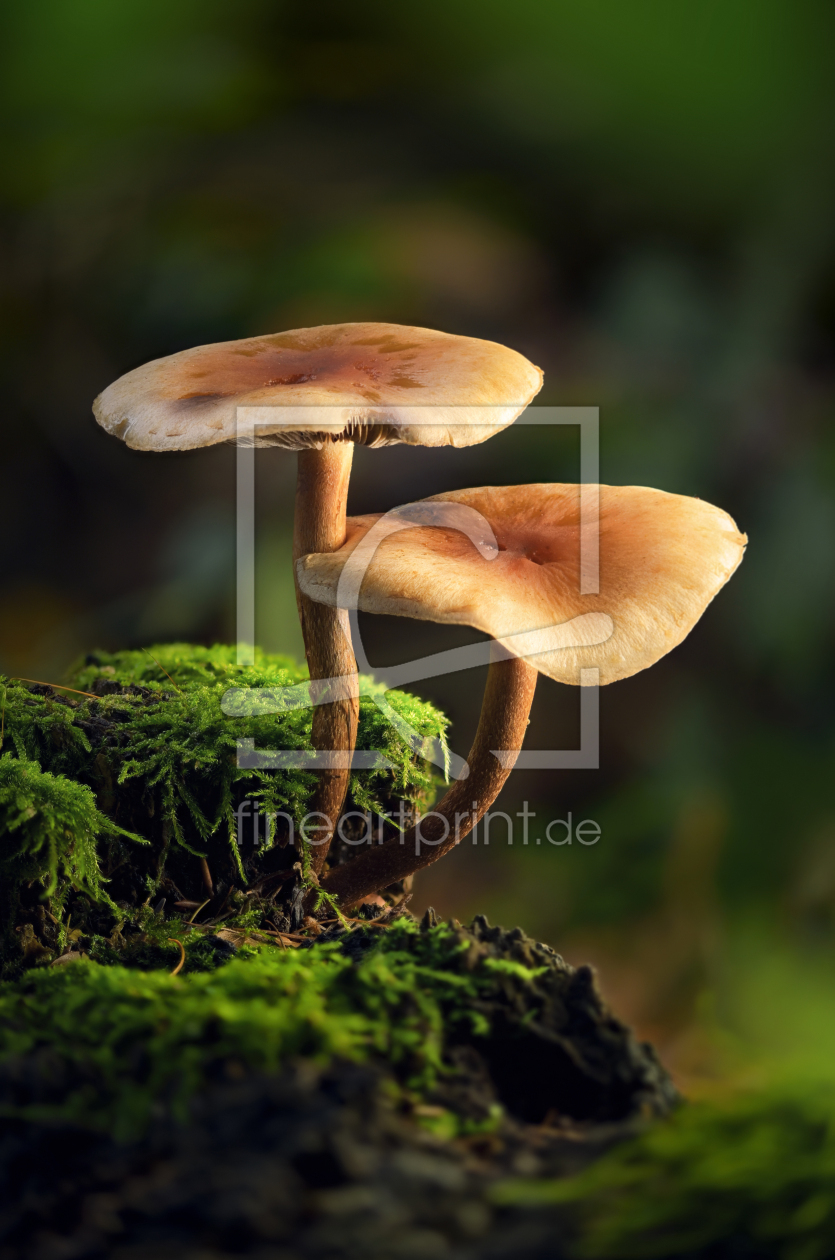 Bild-Nr.: 12908985 Beleuchtete Pilze auf moosigem Holz im Wald erstellt von Smileus