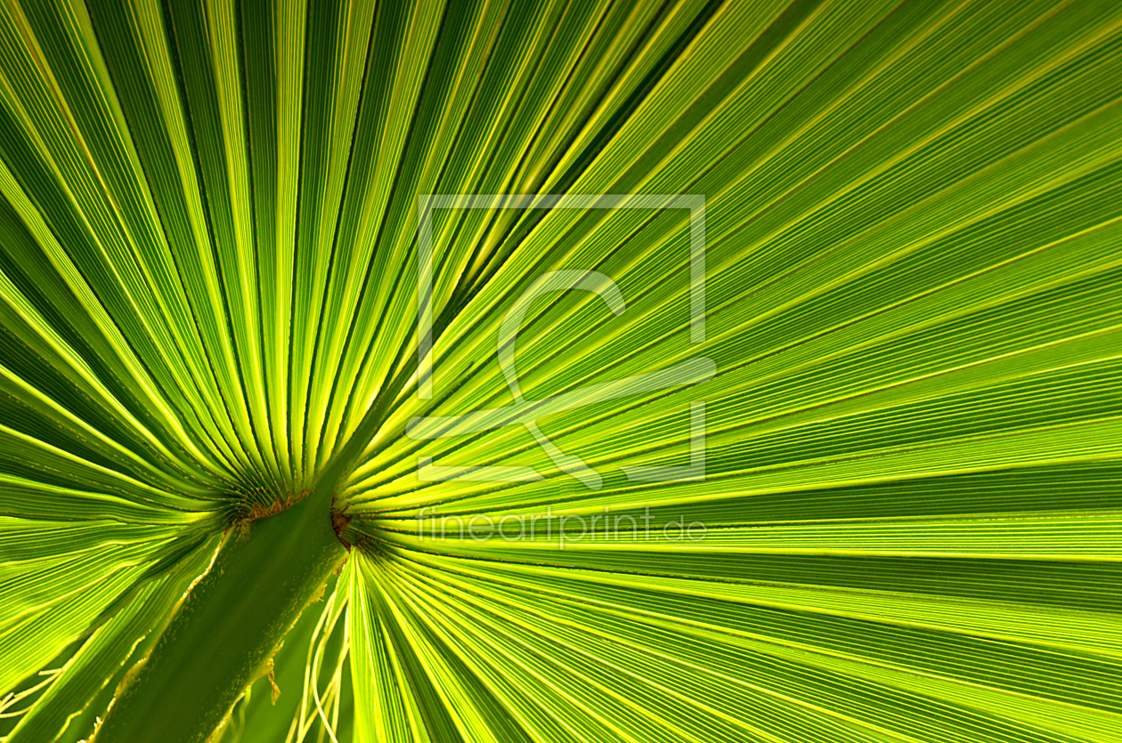 Bild-Nr.: 12909072 Palmenblatt erstellt von Atteloi