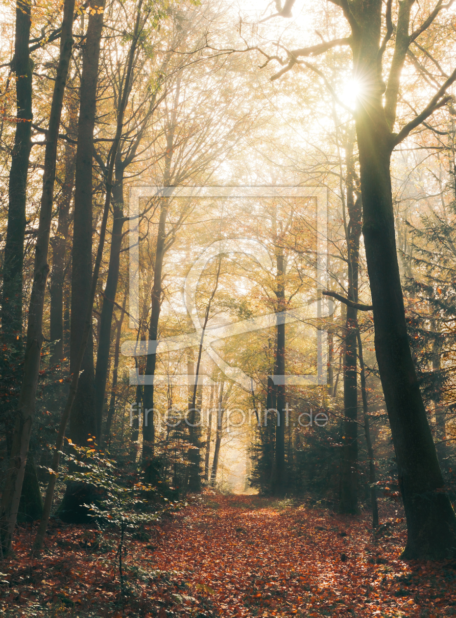 Bild-Nr.: 12909121 Waldweg mit Sonnenschein und Dunst im Herbst erstellt von Smileus
