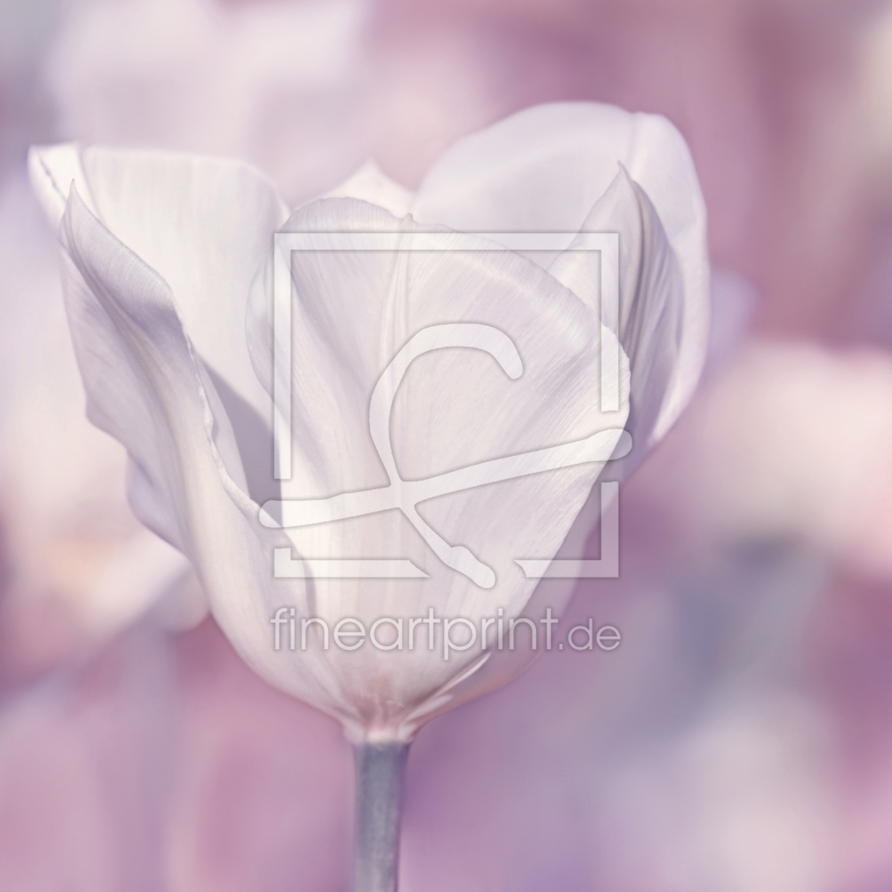 Bild-Nr.: 12909607 Tulpe erstellt von Atteloi